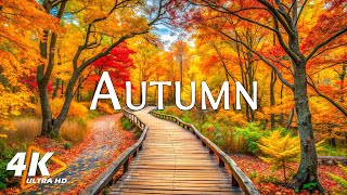 Relaxing Autumn November, Beautiful New England Fall Foligae🍁Great Relaxing Music ~ Cozy Autumn Vibe