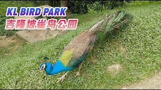 【Malaysia马来西亚】 KL Bird Park | 吉隆坡雀鸟公园