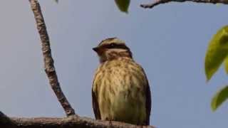 Variegated Flycatcher - Fort Lauderdale, Florida