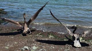 Healthy and Free: Brown Pelicans Return to the Wild