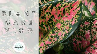 House Plant Care Vlog || mixing up bug spray, repotting, and other plant care