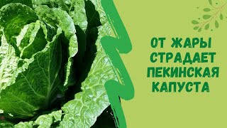 🌿🌡От жары страдает пекинская капуста