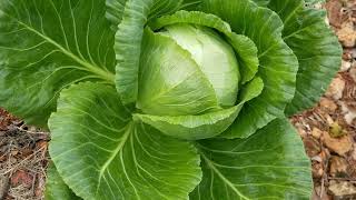 How to Grow Cabbages Successfully in Your Backyard Garden