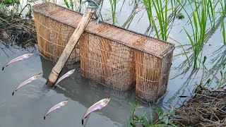 Best Traditional Fishing | Bamboo Trap Fishing | unbelievable Fish catching Technique in Village