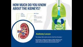 Understanding Your Kidneys: The Body's Vital Filtration System