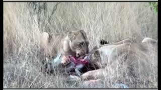 Lions eating warthog ALIVE