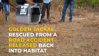 Heartwarming! Golden Jackal that survived a road accident, got released back into habitat!