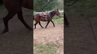 Gaited Mare Lunging with saddle