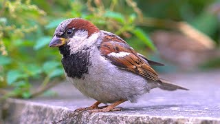 Getting Close with 10 More House Sparrows [4K]