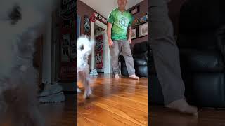 Maltipoo Playtime