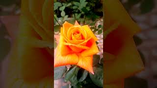 #beautiful rose flower 🌹#shorts #ytshorts #viral #youtubeshorts