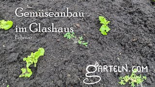 Gemüseanbau im Glashaus im Feburar