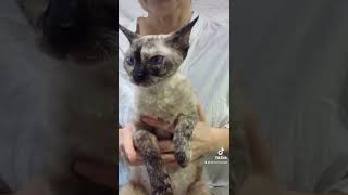 Devon Rex, девон-рекс