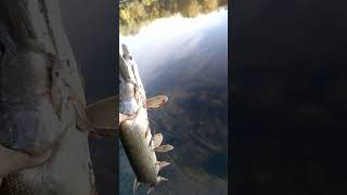 Деснянська Щука. Десна ще Жива #desna #fishing