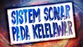 Sistem Sonar Pada Kelelawar