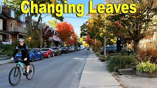 Toronto Residential Street Fall Walk | Danforth Neighbourhood