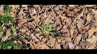 Cut Leaved Toothwort seeds to the ground.