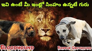 TOP 5 HUNTING DOGS IN Telugu | Taju logics