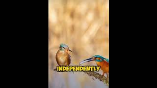 Kingfishers Impressive Fishing Skills