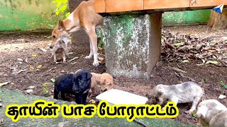 தாயின் பாச போராட்டம் I Feeding Street Dogs I Puppies I Paper Rocket