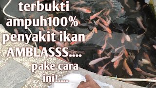 cara mengobati ikan dengan garam. 100% ampuh dan terbukti