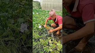 Village Fishing Video🎣🎣| The Lady Amazing Hook Fishing in Village canal#fish #fishing #fishinglife