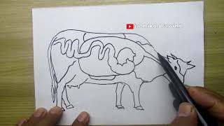 easy way to draw cow digestion