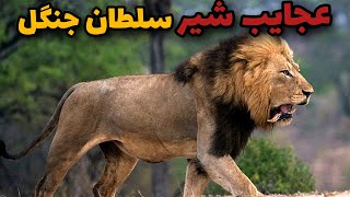 عجایب شیر پادشاه حیات وحش|رازهایی از شیرها که شمارا مبهوت و حیرت زده خواهد کرد