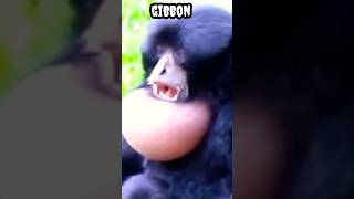 Gibbon monkey #shorts #viral #trending #animals