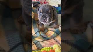 Bulldog Puppy. #cute #adorable #funny #pets #animals #viralshorts #fyp #foryou #bulldogs #puppy