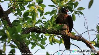 Peregrine Falcon (Falco peregrinus ernesti - Juvenile) @ Chiu S C MVI8706