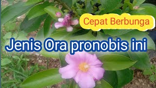 Bunga Kesukaan Trigona BUNGA ORA PRONOBIS GRANDIFOLIA/ Lemon Vine #kelulut  #vegetasitrigona