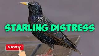 Predator Hunting Call - Starling Distress - 5 Mins - Free Download