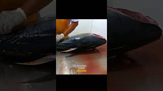 bluefin tuna fish cutting in Factory from Aceh Indonesia