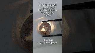 8 fosil kelor antik #batuakik #fosil #gemstone #jewelry #viral #batu #antik #galihkelor #kelor