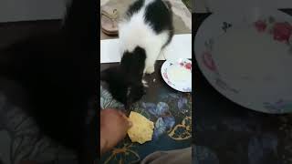 Kucing liar ini masih takut #kucing #funnycats