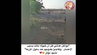 مواطن عماني ظن أن خيوله ماتت بسبب الإعصار وتفاجئ بقدومهم عند دخول المزرعة مشهد مؤثر🥺💔