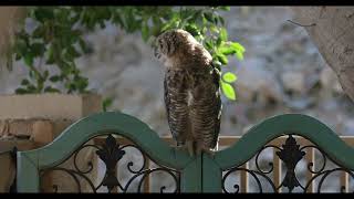 A Great Horned Owl Visits our Backyard