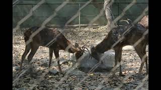 India's First Zoo