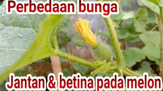 Membedakan bunga jantan & betina pada tanaman MELON