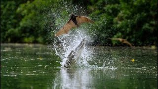 Crocodiles attack bats