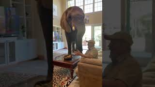 Are we going to ignore the elephant 🐘 in the room?😂 Bubbles is an incredible elephant thanks to