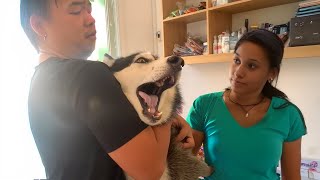 Husky’s Over the Top Reaction to the Vet Visit 🤣 Funny Dog's Reaction