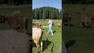 Khajjiar himachal pradesh