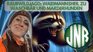 RAUBWILDJAGD !!!!!! Waidmannsheil zu Linda´s Waschbär und den zwei Marderhunden.