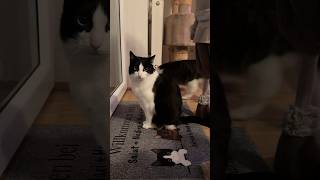 Katze Salut sieht ihr Bild auf der Türmatte 😹lustige Katzenvideos 😻 #shorts #cats