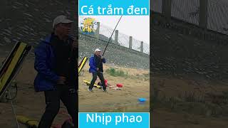 Câu Cá trắm đen