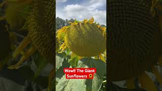 The Giant Sunflowers #everyoneeverywhere #shortsvideo #everyone #travel