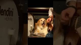 I was really surprised to see this dog can play Rock music🤗