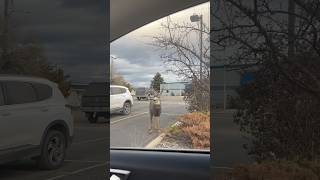 Mule deer buck in the parking lot at work.